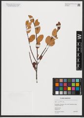 Foto von Salix myrtilloides L.
